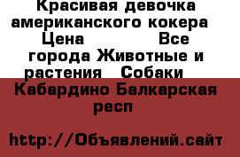 Красивая девочка американского кокера › Цена ­ 35 000 - Все города Животные и растения » Собаки   . Кабардино-Балкарская респ.